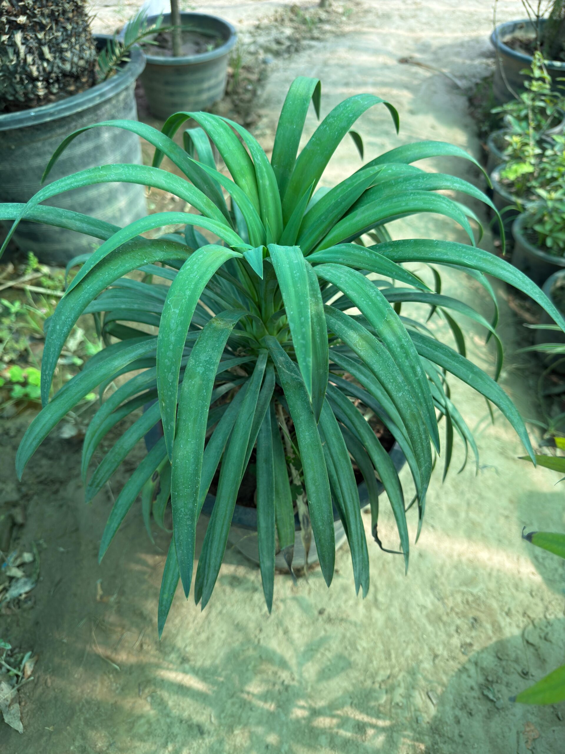 Yucca desmetiana ( Yucca Shower)