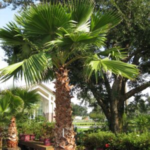 Washingtonia Palm – Majestic Fan Palm palms
