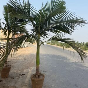 Alexander Palm Large Size Plants