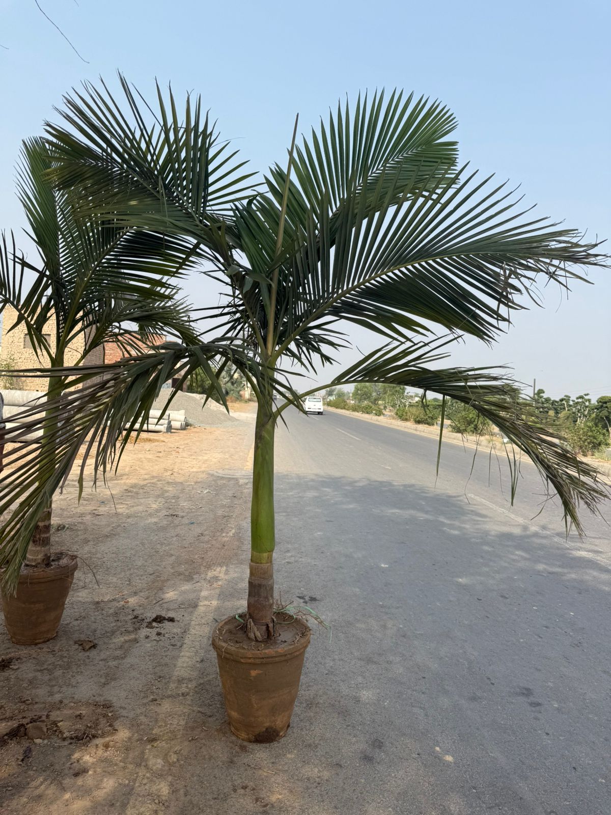 Alexander Palm Large Size Plants