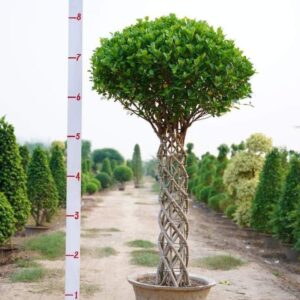 Ficus Plants with Metal Grill Support