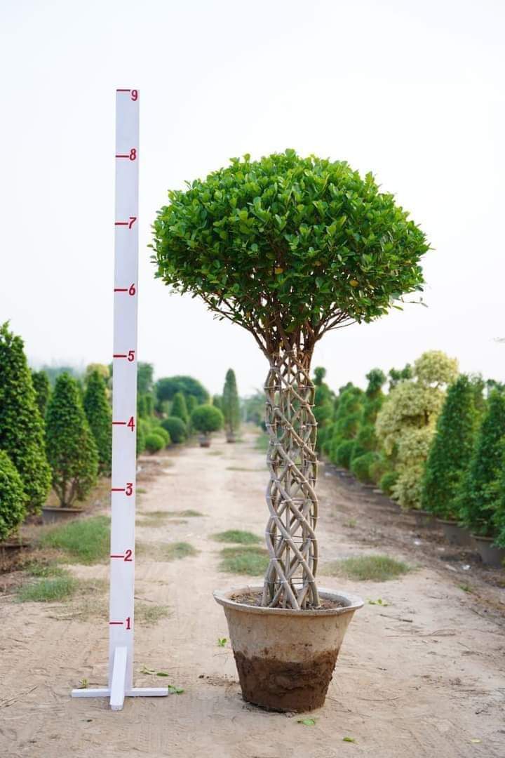 Ficus Plants with Metal Grill Support