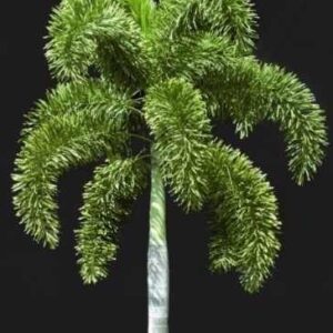 Foxtail Palm – Wodyetia bifurcata Plants