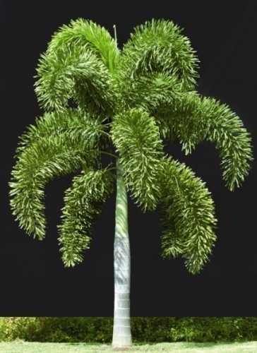Foxtail Palm – Wodyetia bifurcata Plants