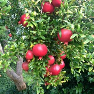 Pomegranate ‘Ever Sweet’ – Seedless, Sweet & Low-Acid Variety