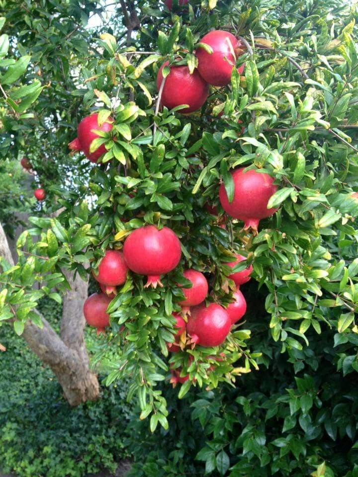 Pomegranate ‘Ever Sweet’ – Seedless, Sweet & Low-Acid Variety