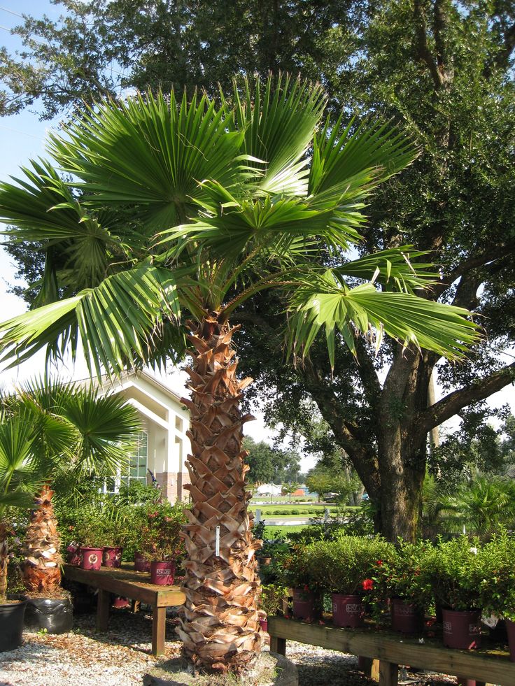 Washingtonia Palm – Majestic & Fast-Growing Landscape Palm