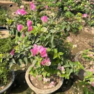 Bougainvillea Chitra Cream Plant