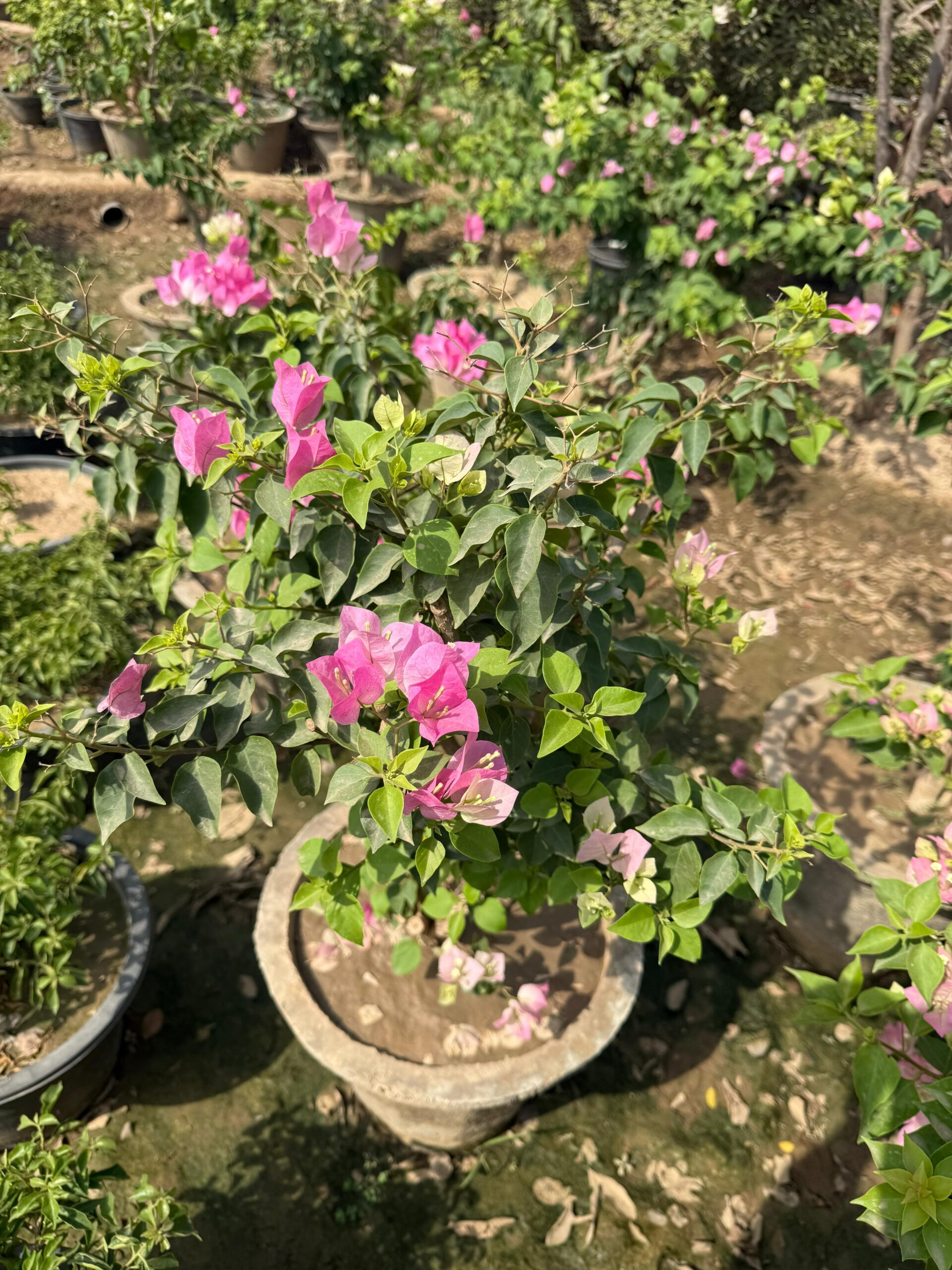 Bougainvillea Chitra Cream Plant