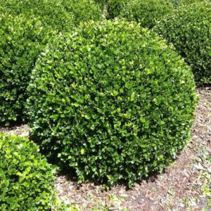 🌿 Buxus Ball Plants