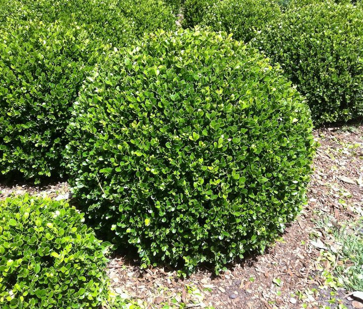 🌿 Buxus Ball Plants