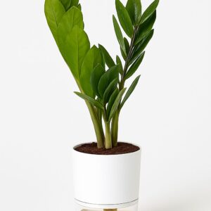 🌿 ZZ Plant in Self-Watering Pot