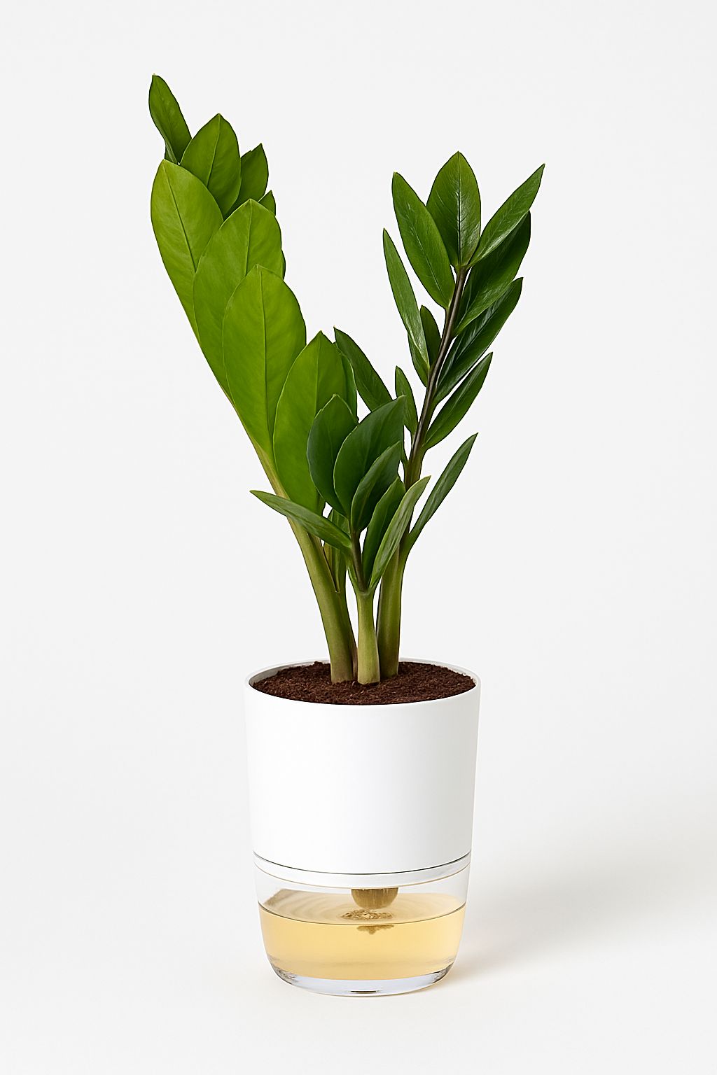 🌿 ZZ Plant in Self-Watering Pot