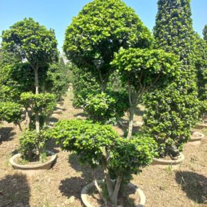Ficus Bonsai – Multiple Head (Approx. 7 Feet Tall)
