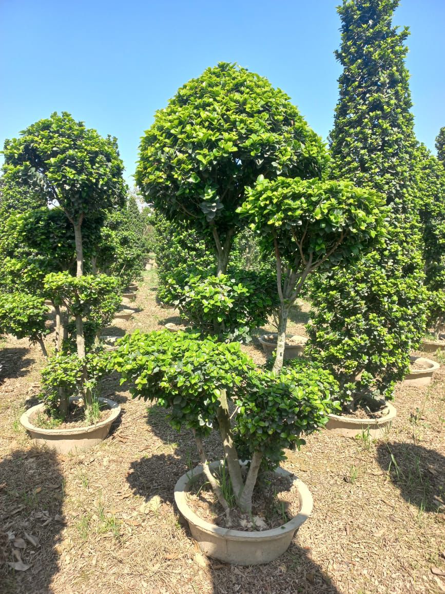 Ficus Bonsai – Multiple Head (Approx. 7 Feet Tall)