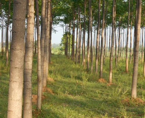 🌳 Malabar Neem Plant (Melia dubia)