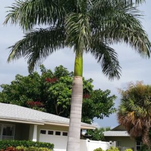 Royal Palm Tree (Bottle Palm)
