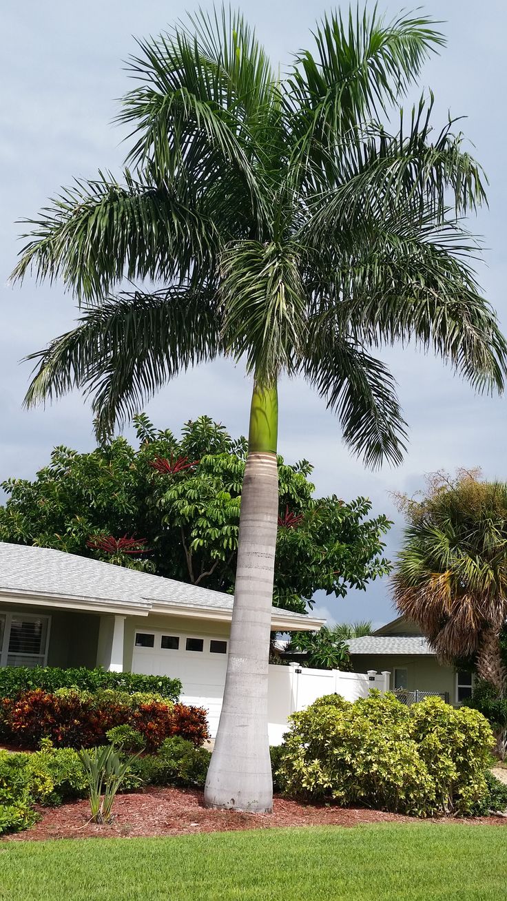 Royal Palm Tree (Bottle Palm)