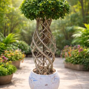 Premium Braided Ficus Elevate Your Space with Natural Elegance